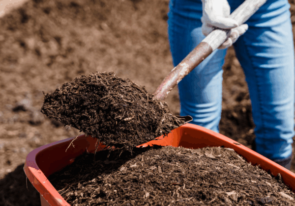 Ateliers participatifs et distribution d’arbres et de compost