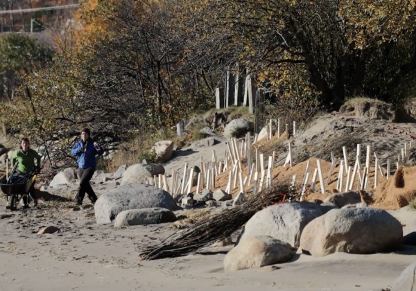 Reportage : Utiliser des plantes pour combattre l’érosion (la phytotechnologie)