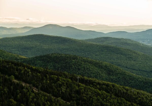 Appel de projets – Forêt habitée du Massif : 40 000 $ disponibles