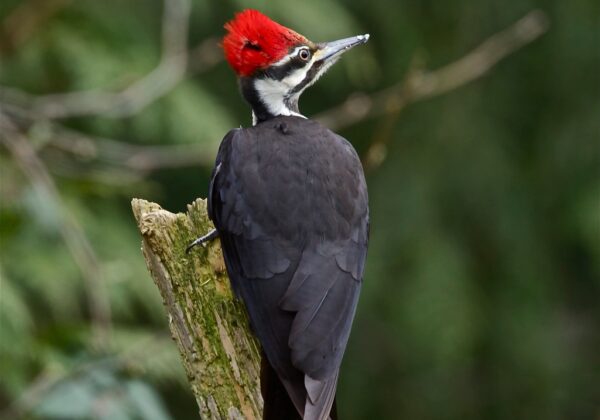 Le Grand Pic devient l’oiseau emblème de Petite-Rivière-Saint-François!