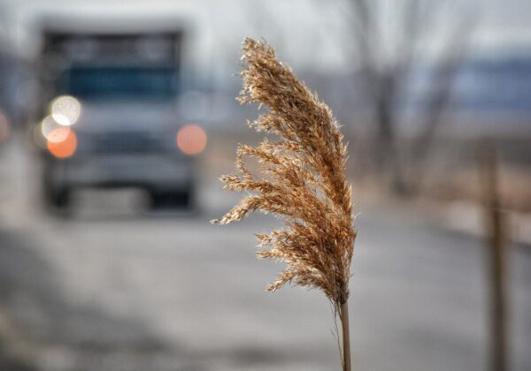 Pulvérisation d’herbicide | Route 138 et rue Principale
